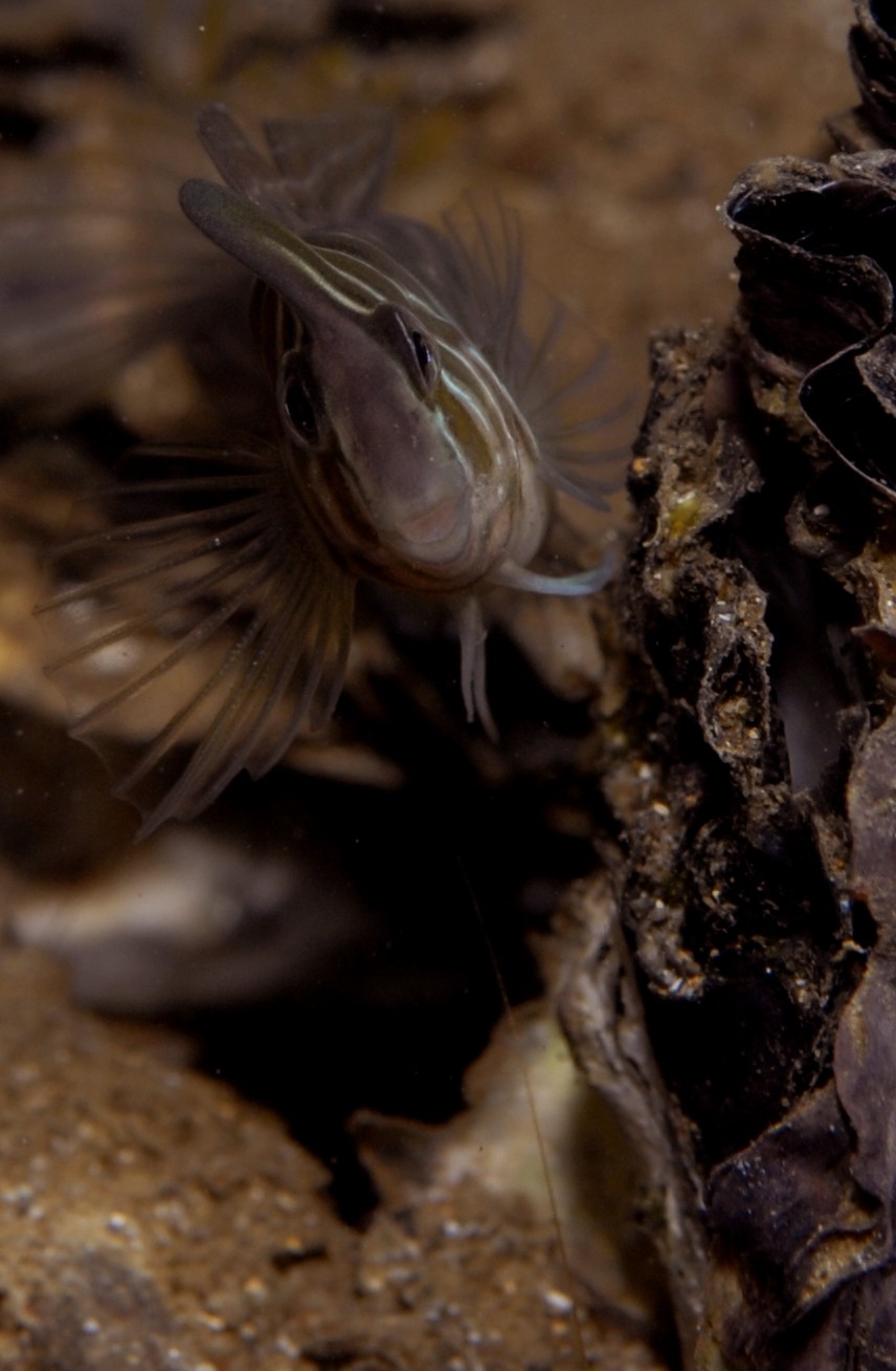 _JFG5303 – Australian, oyster, blenny, Omobranchus, anolius, matapouri, invasive, crispin, underwater